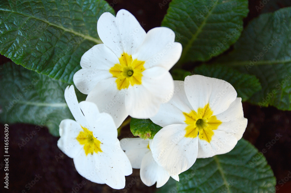 Obraz premium white blooming primula, primrose, close up