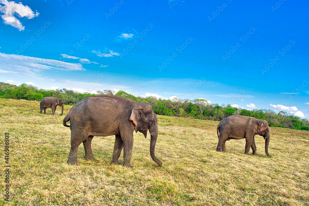 Fototapeta premium Sri Lankan Elephant, Elephas maximus maximus, Kaudulla National Park, Sri Lanka, Asia