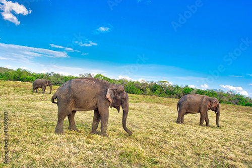 Sri Lankan Elephant, Elephas maximus maximus, Kaudulla National Park, Sri Lanka, Asia photo