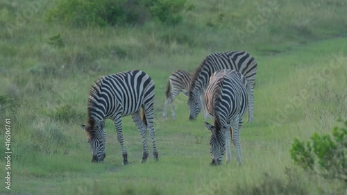 Zebras grazing on a hill, on safari as the sun sets in South Africa on a warm summer's day