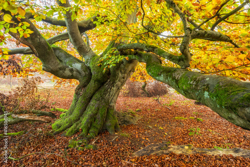 Crippled old Beech Tree covered by moss in colourful autumn forest