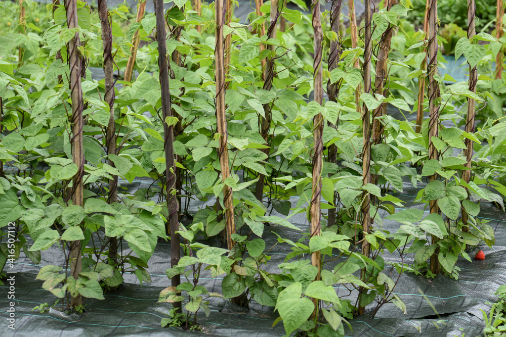 Fototapeta premium orto piante fagioli 