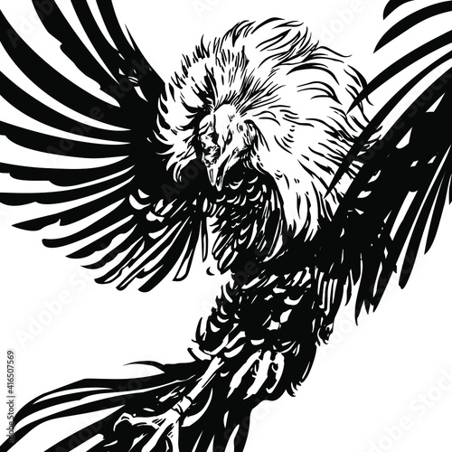 Rooster, black and white vector image. Cocks fighting. Rooster, cockfight, attack, fighter, black and white, game-cock
