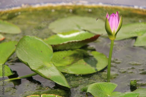 Photography blooming water lily or lotus at a flower market in bangkok (thailand)
