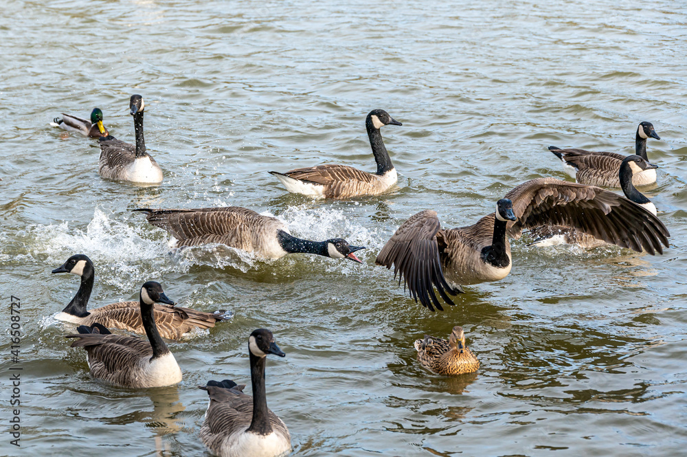 Aggressive behaviour between Canada Geese