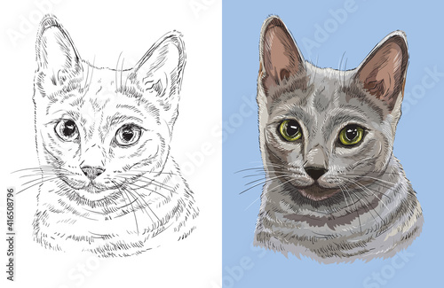 Fototapeta Naklejka Na Ścianę i Meble -  Hand drawn head of cute Russian blue cat. Vector black and white and colorful isolated illustration of horse. For decoration, coloring book, design, prints, posters, postcards, stickers, tattoo, t