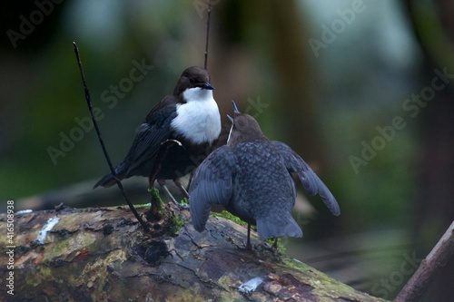 White throated dipper on a creek in Jonsered,Sweden
