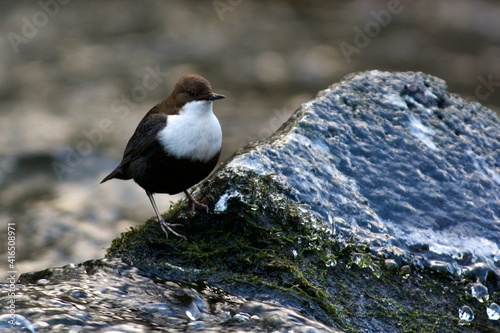 White throated dipper on a creek in Jonsered,Sweden