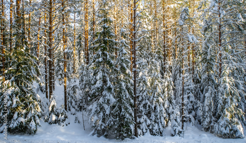 Scenic landscape of winter forest. Trees covered by snow. Scenic landscape of winter forest. Trees covered by snow.