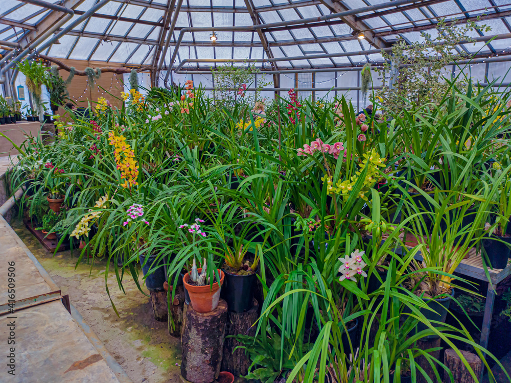 Greenhouse with orchids. Orchid farm is an agricultural industry. Beautiful floral for nature background