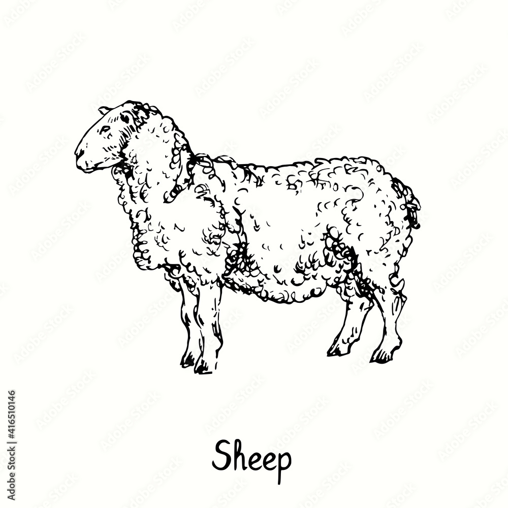 Sheep standing side view. Ink black and white doodle drawing in woodcut ...
