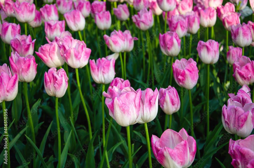 Pink flowers of tulips nature background