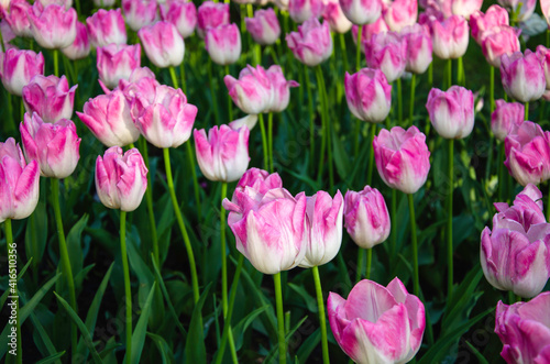 Pink flowers of tulips nature background