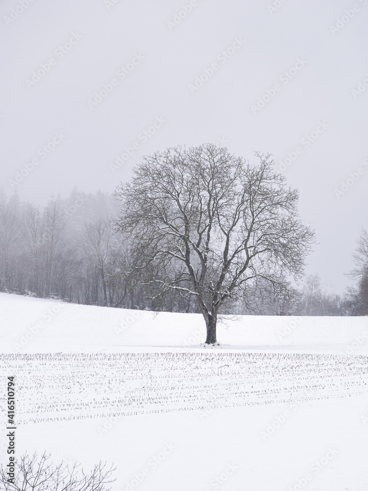 Fototapeta premium hiver