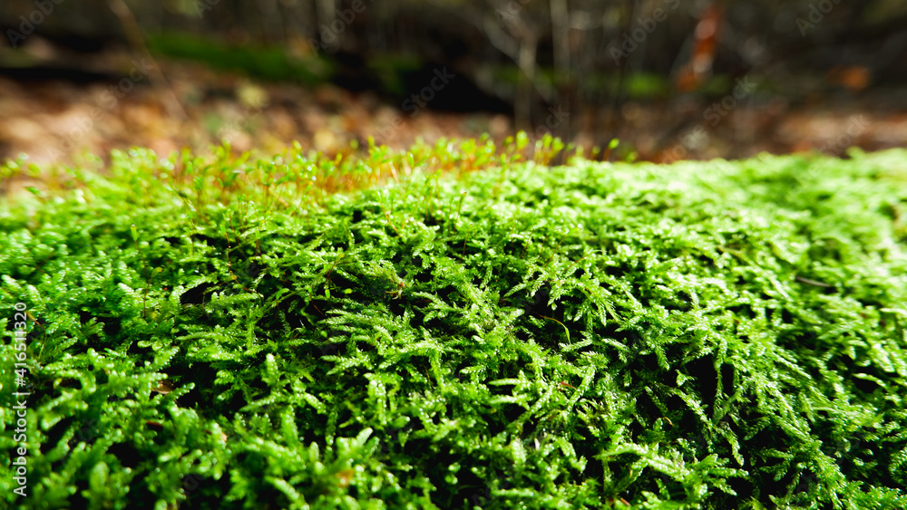 Natural background. Green moss texture close-up with shallow depth of field. Sunlight. Natural background. Green moss texture close-up with shallow depth of field. Sunlight.