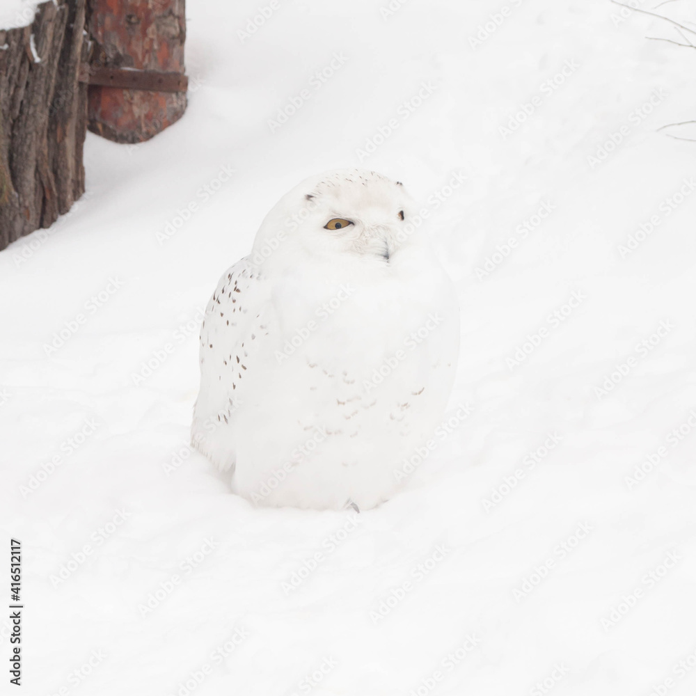 Obraz premium a white owl sits on the white snow