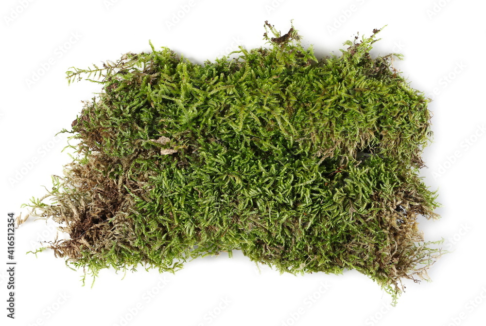 Moss on tree bark, mossy wood isolated on white background and texture Moss on tree bark, mossy wood isolated on white background and texture