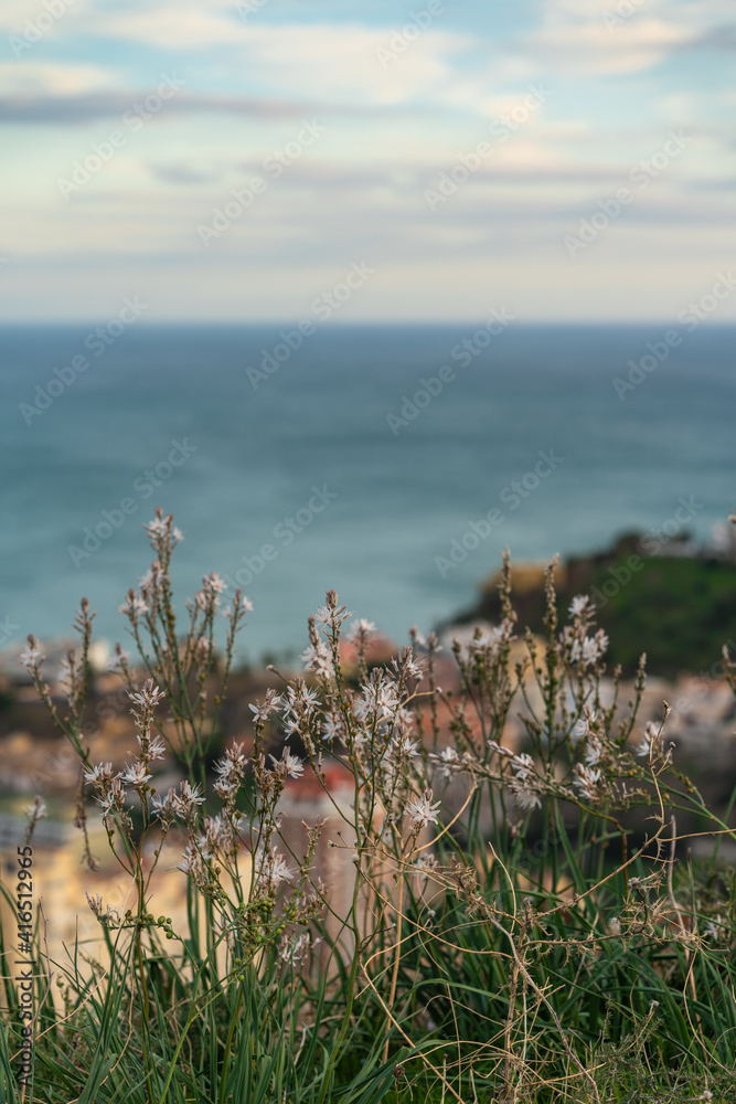 flower branches in the foreground with the sea and the sky out of focus in the background flower branches in the foreground with the sea and the sky out of focus in the background