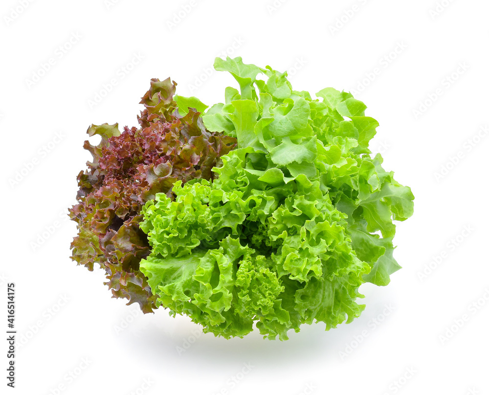Fototapeta premium Red and green oak lettuce on white background.