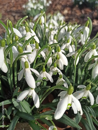 beautiful snowdrops, white spring flowers