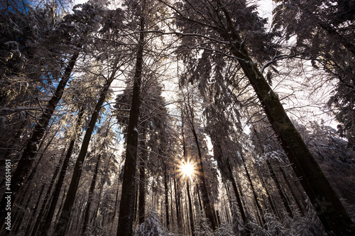 Verschneiter Winterwald mit Sonnenlicht 