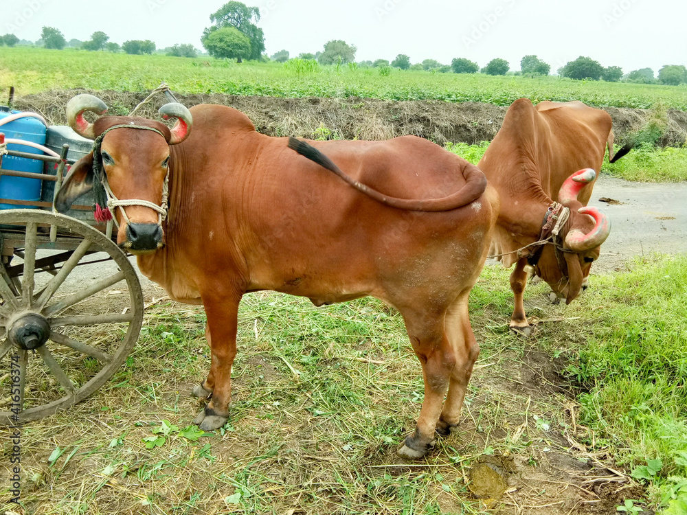 Bullock cart with bull in farm And drinking water cans and pump on bullock cart