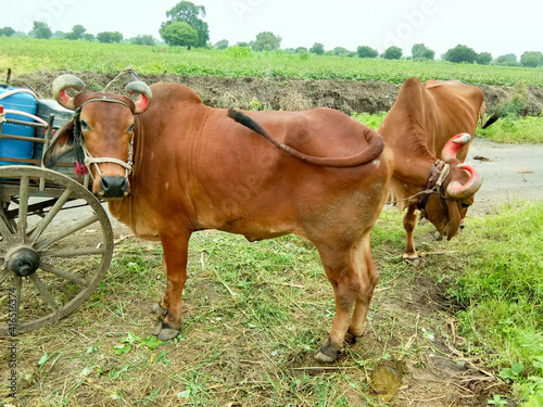 Bullock cart with bull in farm And drinking water cans and pump on bullock cart