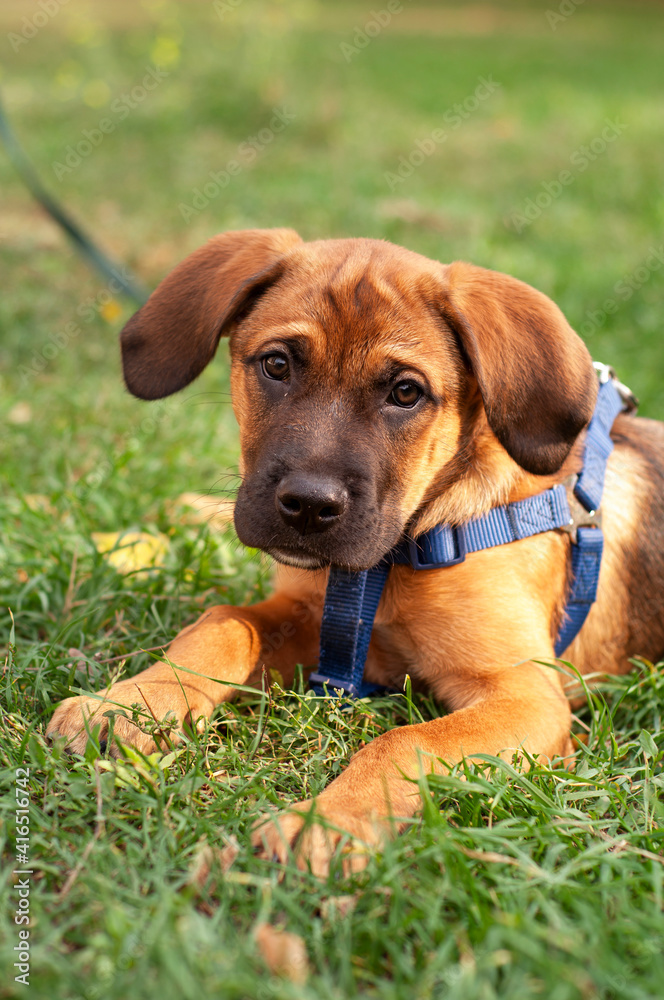 dog in grass