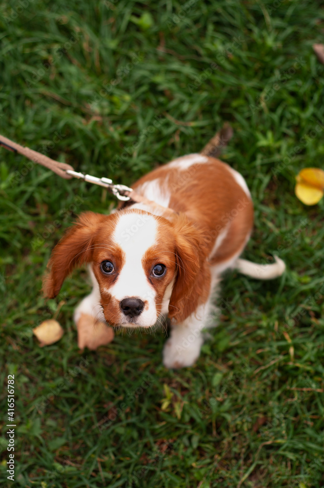 cavalier king charles spaniel puppy