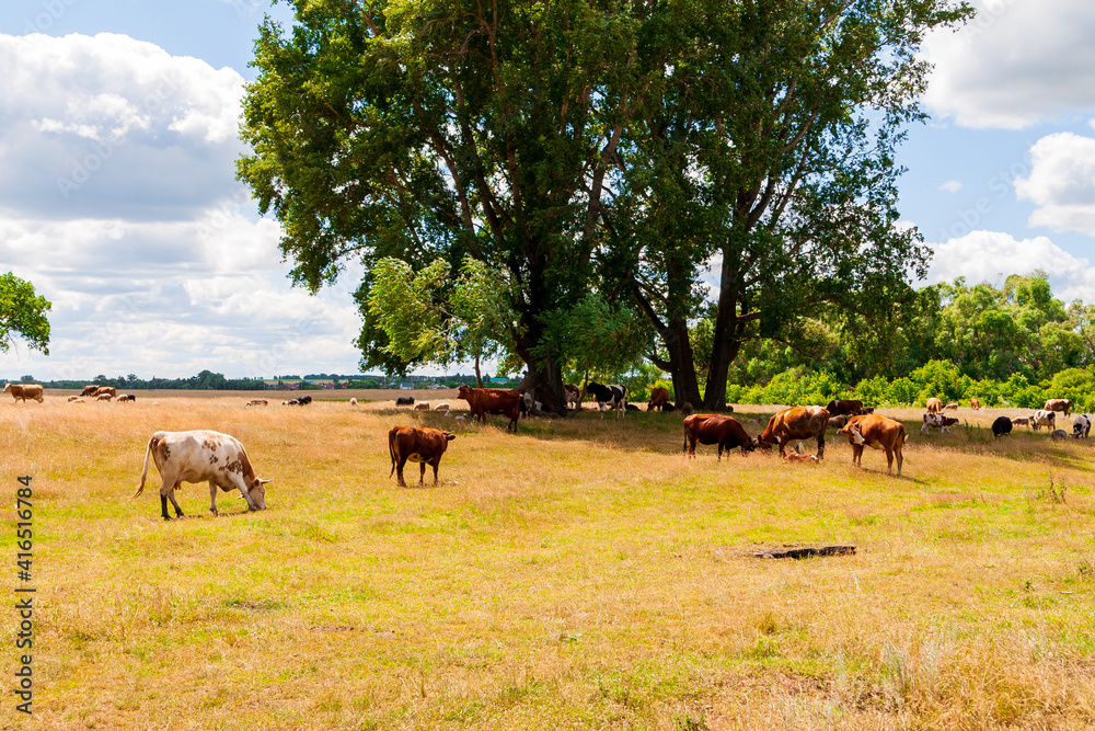 Obraz premium A herd of cows and sheep graze together in a field.