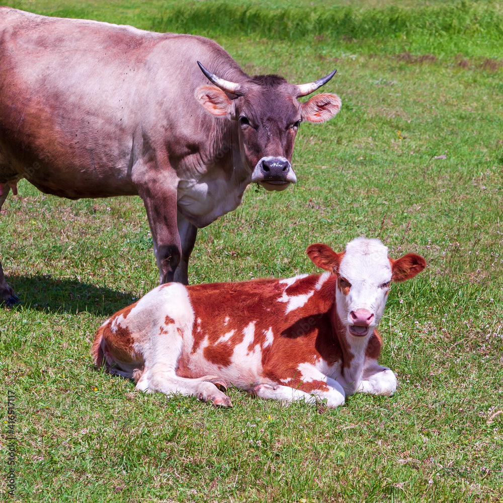 Country cow with a calf. Country cow with a calf.