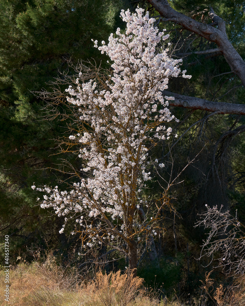 Wild almond tree with flowers alone in the mountains before a big and green pine tree Wild almond tree with flowers alone in the mountains before a big and green pine tree