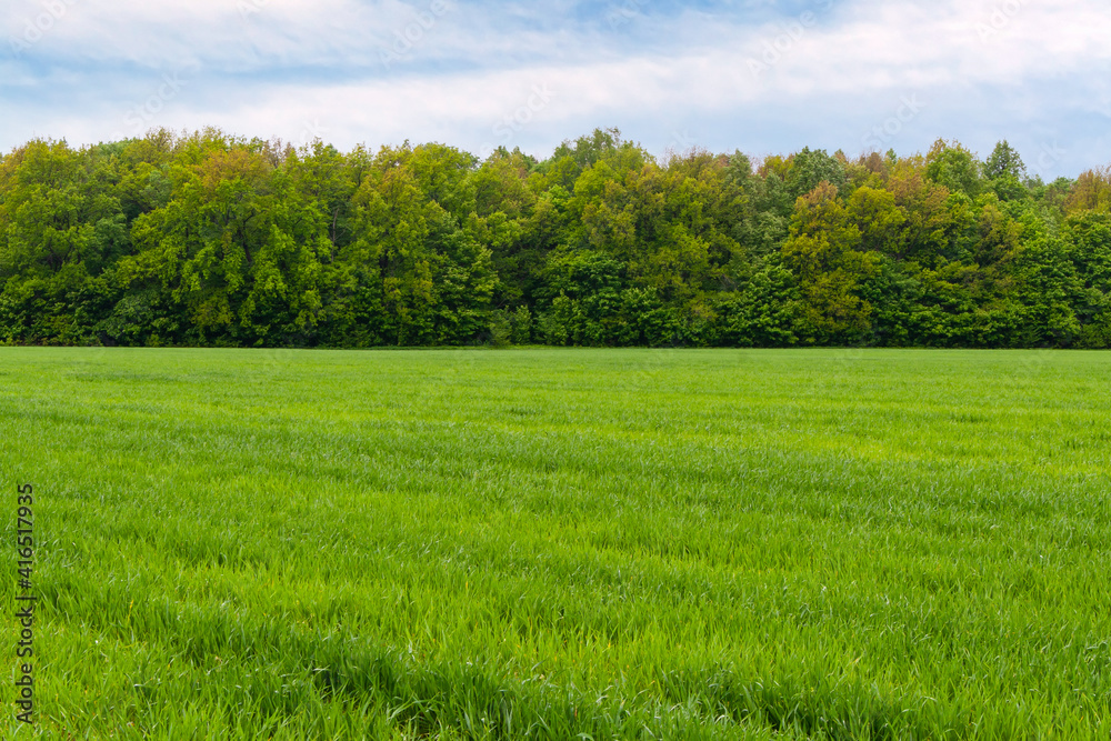 A large green field of winter rye against the background of a spring forest.