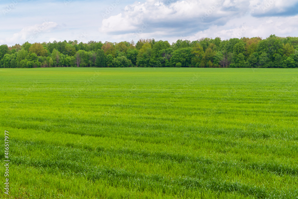 A large green field of winter rye against the background of a spring forest. A large green field of winter rye against the background of a spring forest.