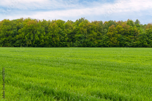A large green field of winter rye against the background of a spring forest.