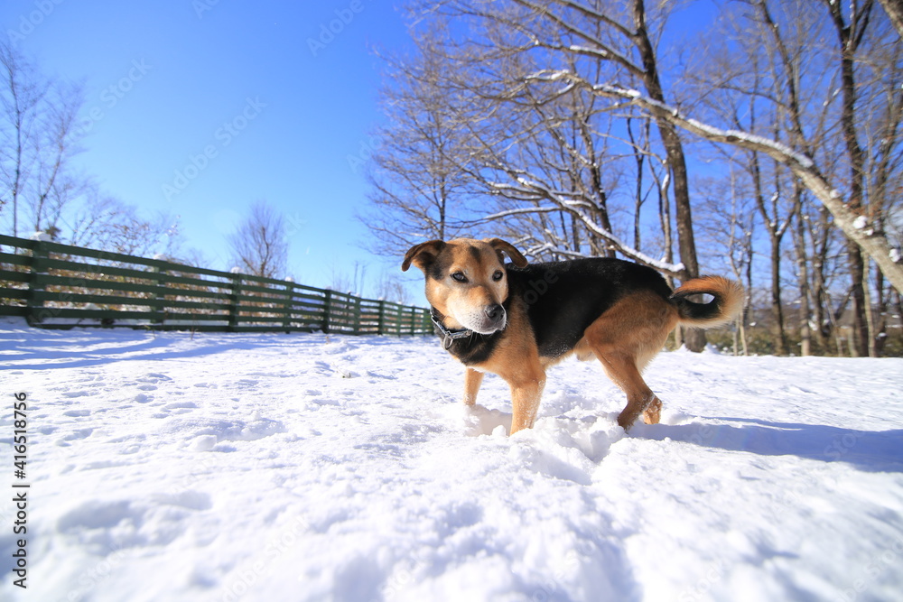 雪遊びする犬