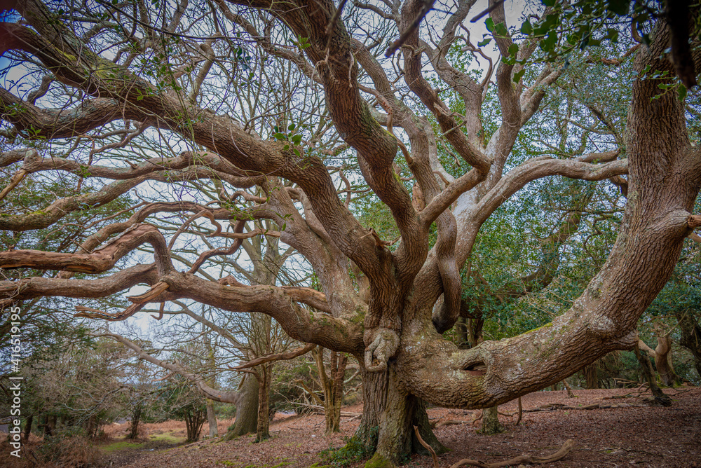 ancient forest tree 