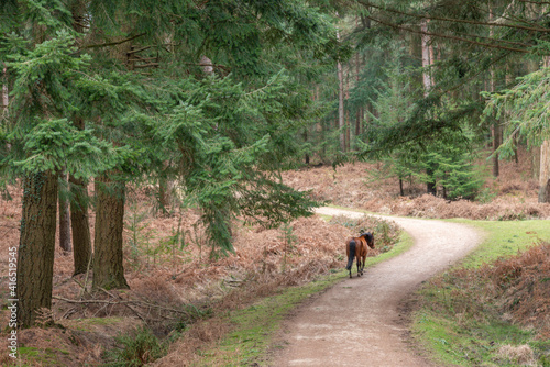horse walking in the woods