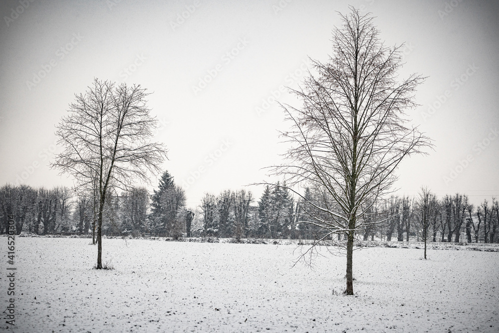 Fototapeta premium snow covered trees