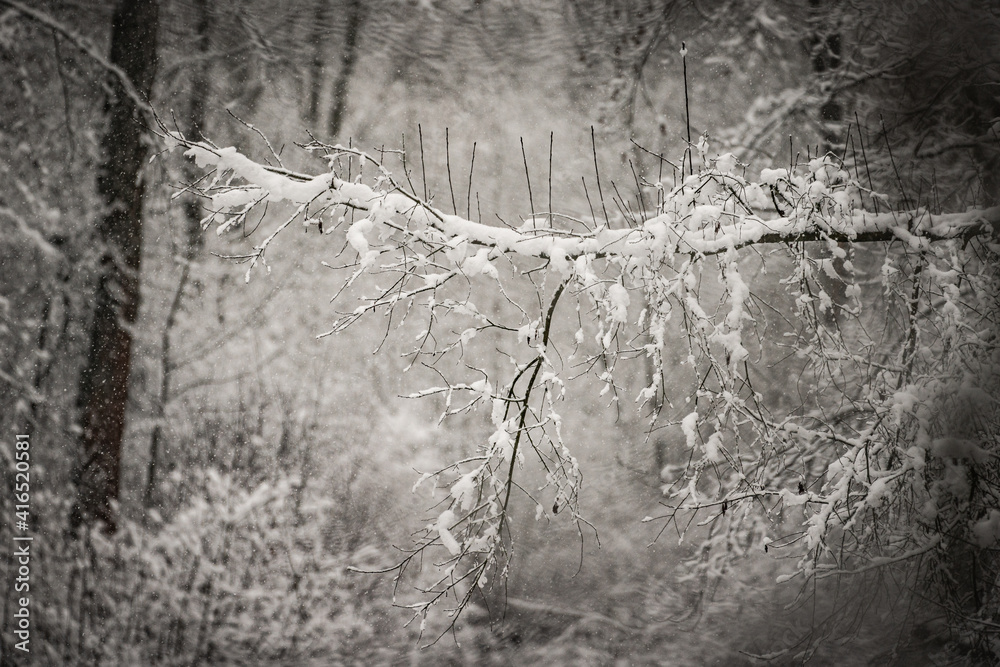 tree branch under snow at forest