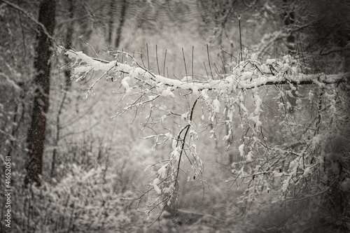 tree branch under snow at forest