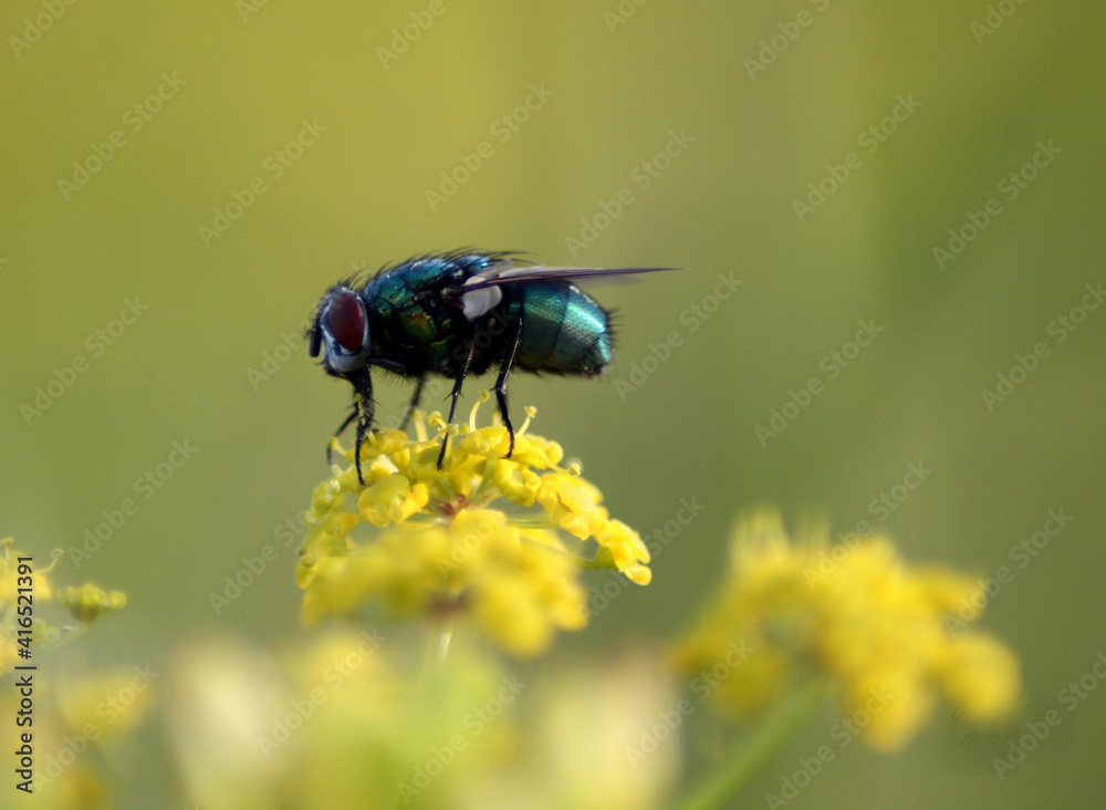 Fototapeta premium Fliege