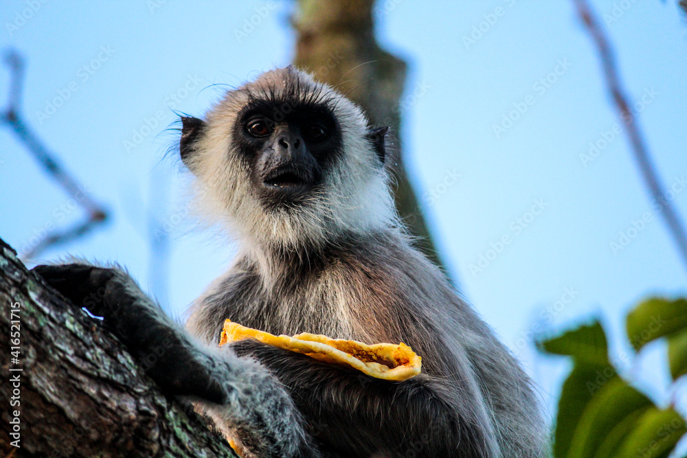 Obraz premium Affe auf Baum