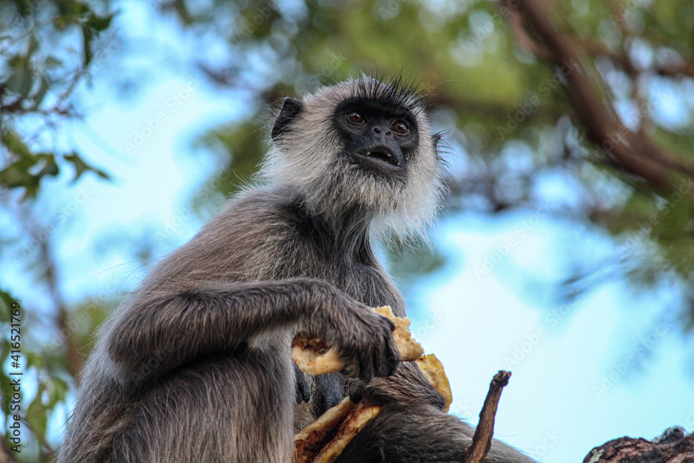 Obraz premium Affe auf Baum