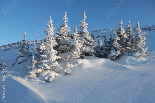 frozen snow-covered fir trees in the mountains