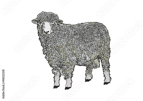 sheep vector illustration