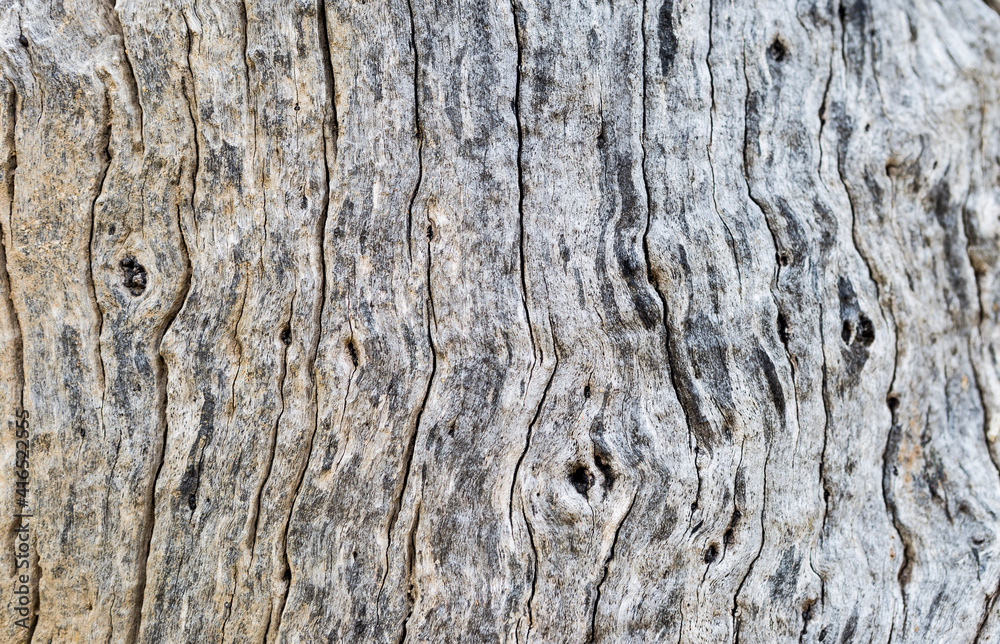 Closeup old tree wood texture background, nature texture background Closeup old tree wood texture background, nature texture background