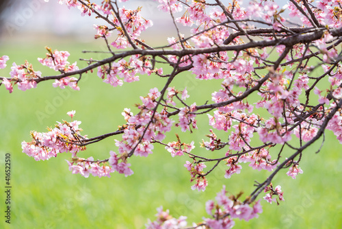 Cerejeiras no Japão. photo