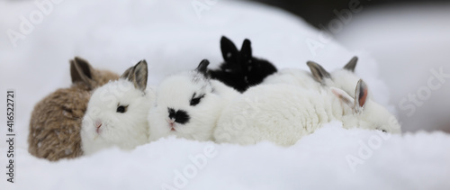 bunnies running in the snow © serikbaib