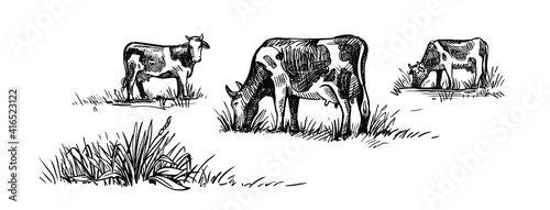 Cows grazing on meadow. Hand drawn sketch livestock with grass and plants